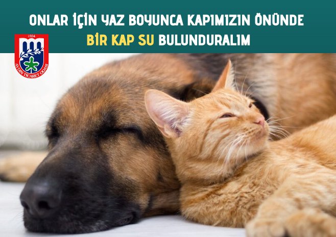 ONLAR İÇİN YAZ BOYUNCA KAPIMIZIN ÖNÜNDE BİR KAP SU BULUNDURALIM