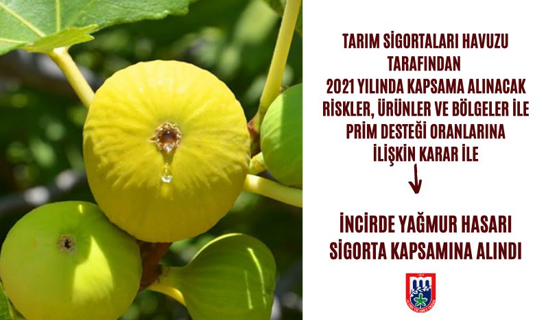 TARIM SİGORTALARI HAVUZU TARAFINDAN 2021 YILINDA KAPSAMA ALINACAK RİSKLER, ÜRÜNLER VE BÖLGELER İLE PRİM DESTEĞİ ORANLARINA İLİŞKİN KARAR İLE İNCİRDE YAĞMUR HASARI SİGORTA KAPSAMINA ALINDI